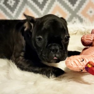 Tinkerbel - Hembra Bulldog Francés