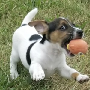 wayne jack russell terrier macho