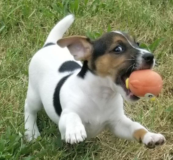 wayne jack russell terrier macho wayne jack russell terrier macho