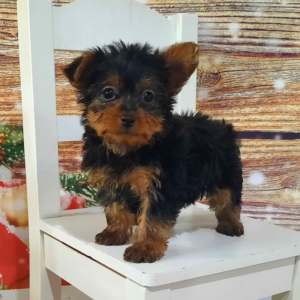 Willow - Yorkshire Terrier Hembra