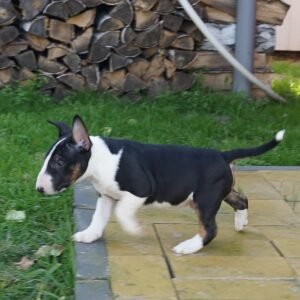 Terri - Macho Bull Terrier Miniatura