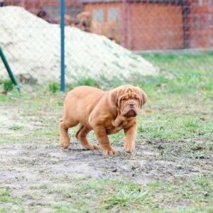 hula hembra cachorra de mastín francés (dogo de burdeos)
