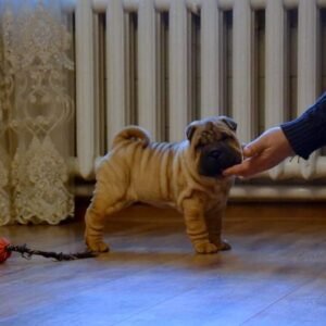lily shar pei hembra