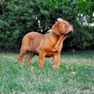 lola hembra cachorra de mastín francés (dogo de burdeos)