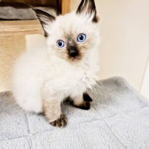 blue gatito siamés macho (tradicional)