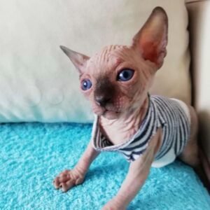 owen gatito sphynx macho