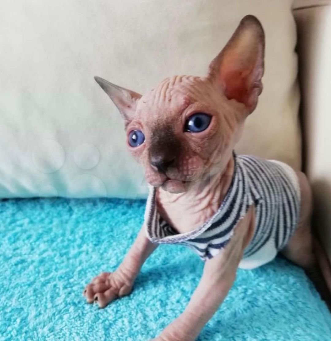 owen gatito sphynx macho owen gatito sphynx macho