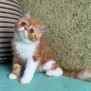 Mich - Gatito Persa Macho