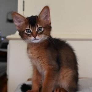 Salem - Gatito Somalí Macho