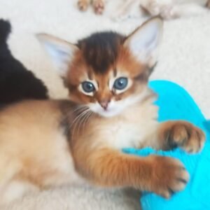 Sam - Gatito Somalí Macho