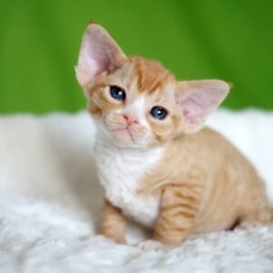 stacy gatita devon rex hembra