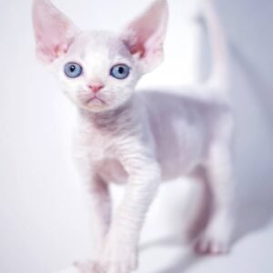 oliver gatito devon rex macho