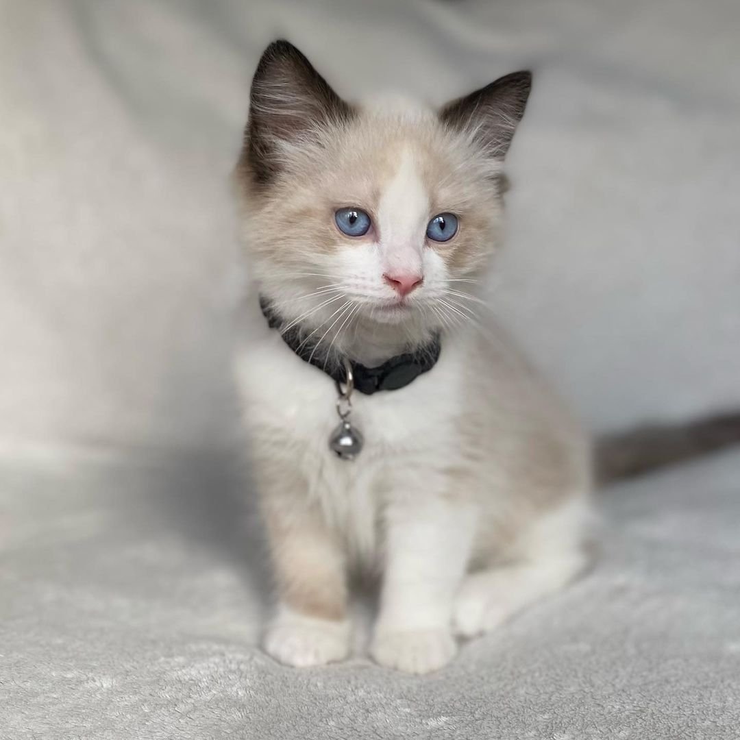 Odin - Gatito Ragdoll Macho