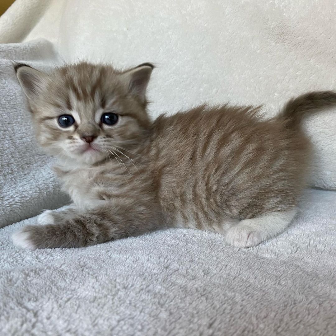 Queenie - Gatita Ragdoll Hembra