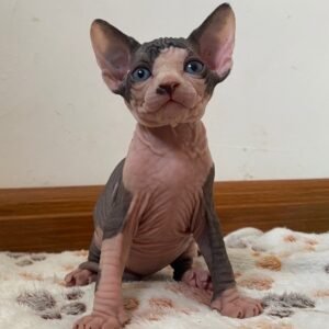 Lizzy - Gatita Sphynx Hembra