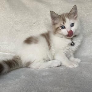 jon gatito ragdoll macho