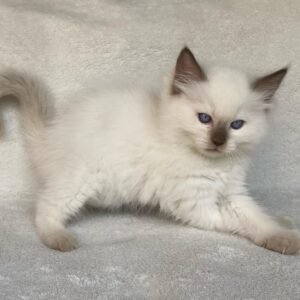 Priscilia - Gatita Ragdoll Hembra
