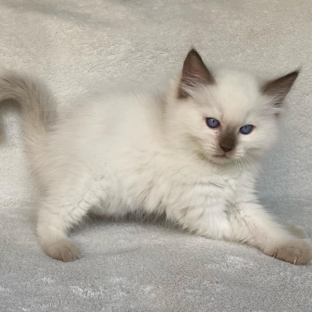 Priscilia - Gatita Ragdoll Hembra