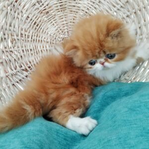 Fred - Gatito Persa Macho