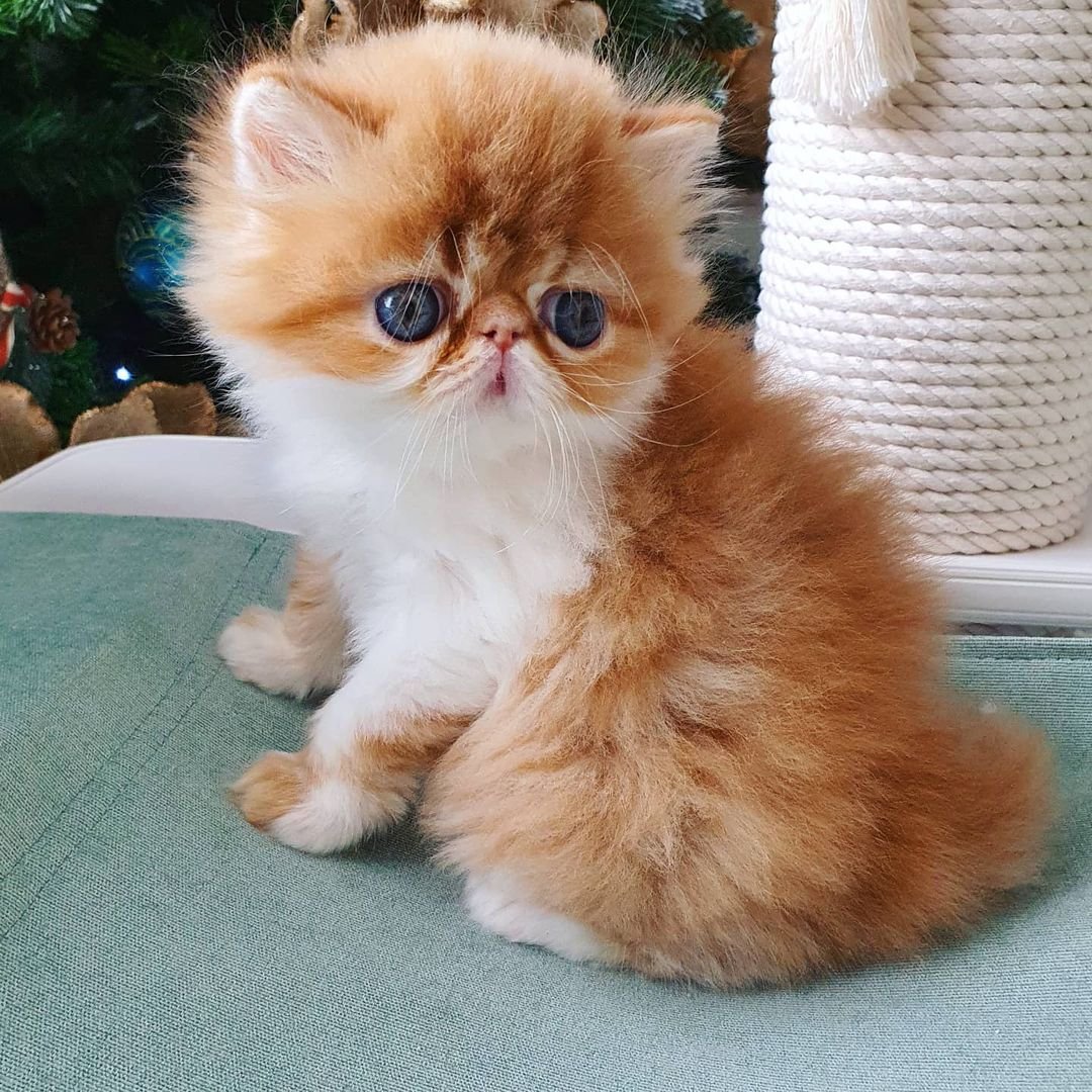 gracie gatita persa hembra gracie gatita persa hembra