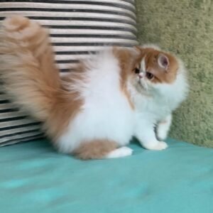 taby gatita persa hembra