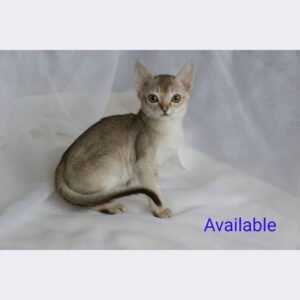 Abby - Gatito Singapura Macho