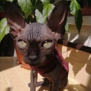 Latto - Gatito Sphynx Macho