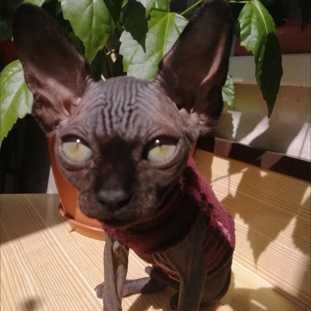 Latto - Gatito Sphynx Macho
