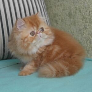 kali gatito persa macho