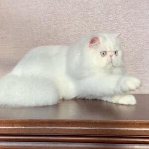 london gatito persa macho