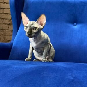 Oracle - Gatito Sphynx Macho