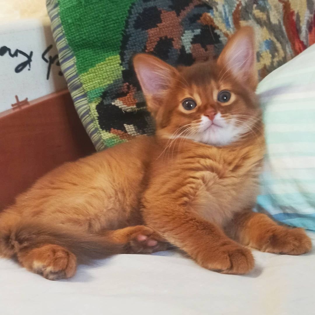 bella gatita somalí hembra bella gatita somalí hembra