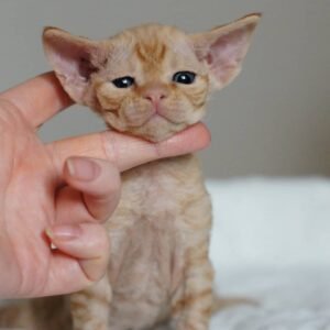 ROSA - Gatita Devon Rex Hembra