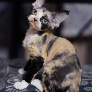 LIZZY - Gatita Devon Rex Hembra