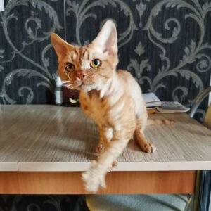 penny gatito devon rex macho