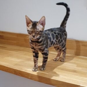 jidor gatito bengal macho