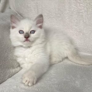 preston gatito ragdoll macho