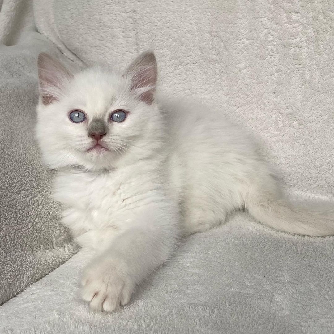 preston gatito ragdoll macho preston gatito ragdoll macho