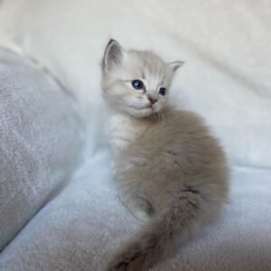 Quintesa - Gatita Ragdoll Hembra