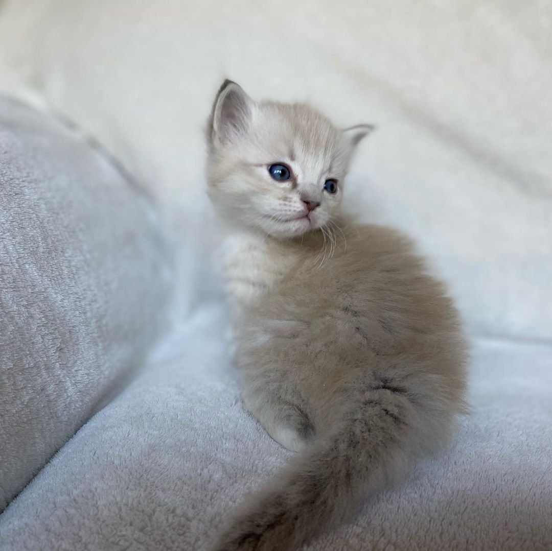 Quintesa - Gatita Ragdoll Hembra