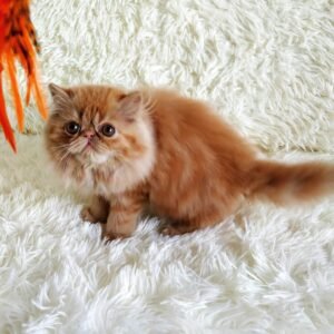 lola gatita persa hembra