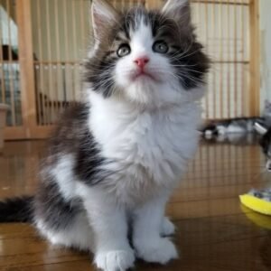 Celin - Gatita Maine Coon Hembra