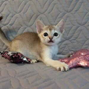 gavi gatito singapura macho