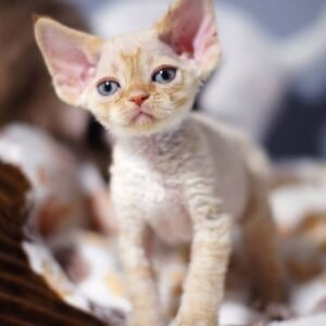 OSCAR - Gatito Devon Rex Macho