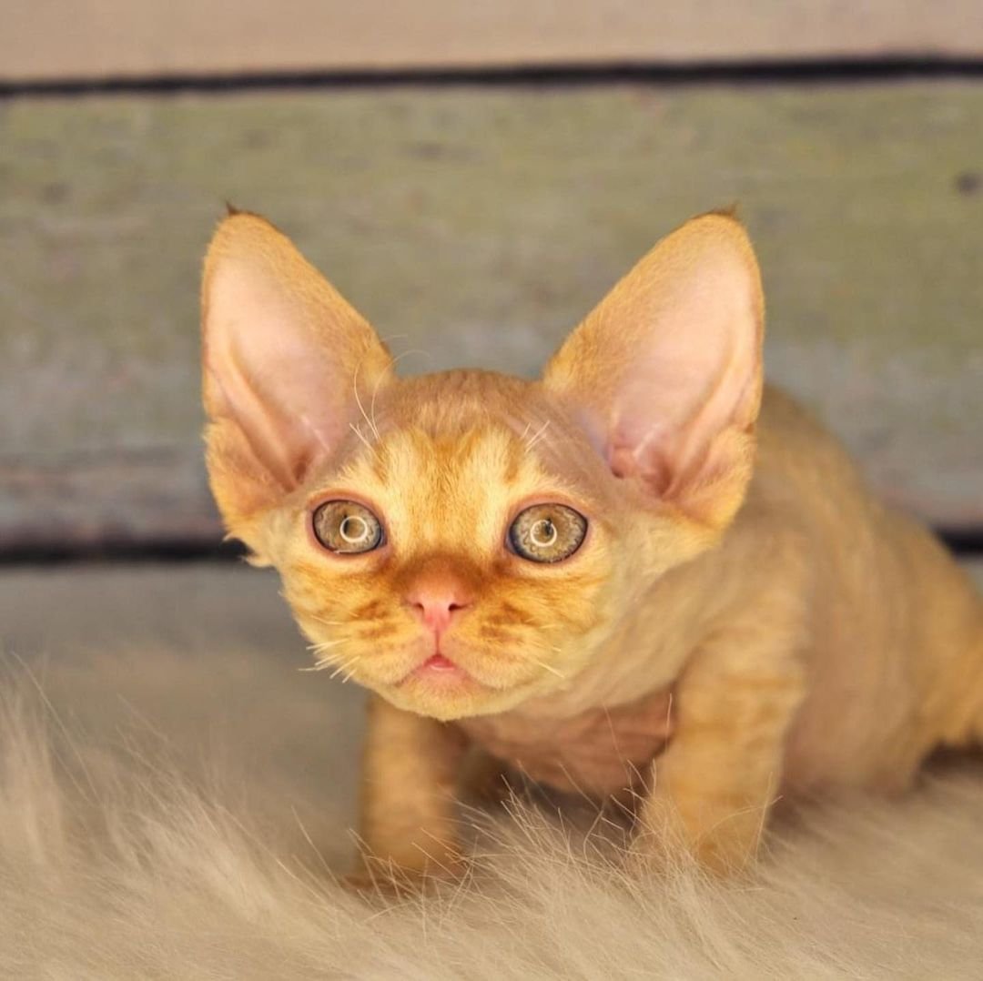 tarantino gatita devon rex hembra tarantino gatita devon rex hembra