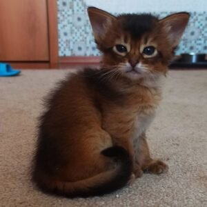 Pepper - Gatita Somalí Hembra