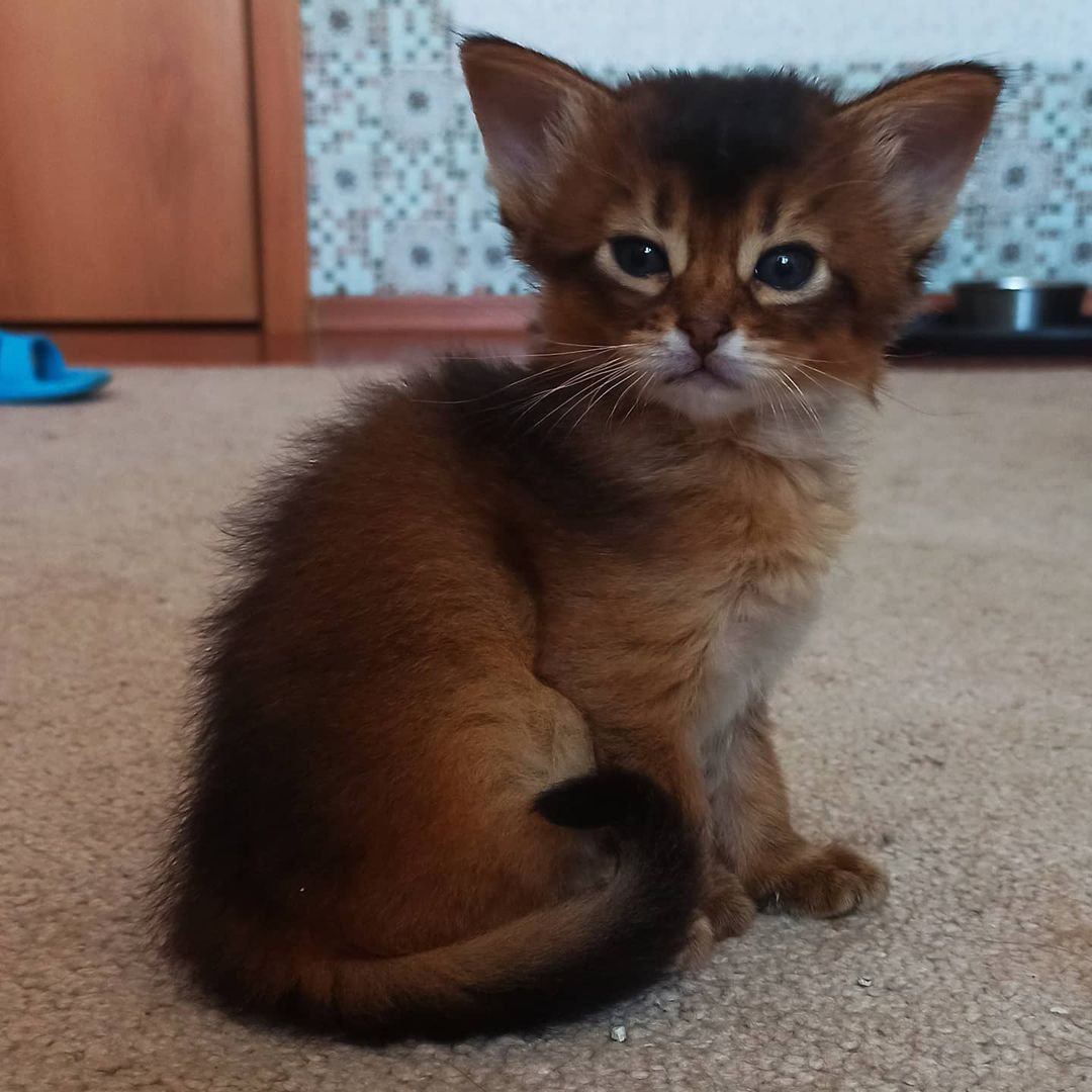 Pepper - Gatita Somalí Hembra