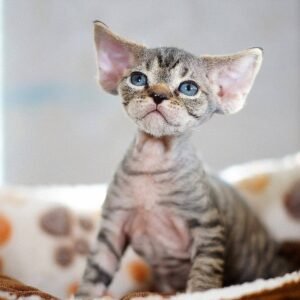 chleo gatita devon rex hembra