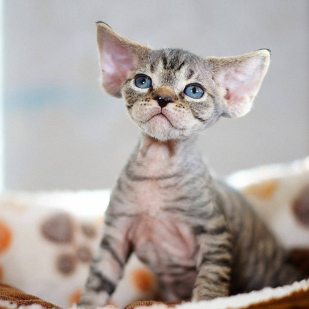 chleo gatita devon rex hembra chleo gatita devon rex hembra