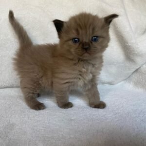 Bear - Gatito Ragdoll Macho